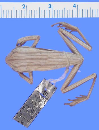 Media type: image; Herpetology A-1544